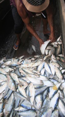 salvador, bahia, brazil - april 30, 2022: sardine fish for sale at the Sao Joaquim fair in the city of Salvador.