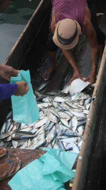 salvador, bahia, brazil - april 30, 2022: sardine fish for sale at the Sao Joaquim fair in the city of Salvador.