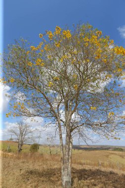 ribeira do pombal, bahia, brrazil - 25 Ekim 2024: Ipe Amarelo olarak bilinen ağaçların manzarası - Handroanthus impetiginosus.