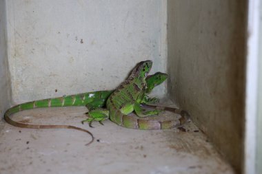 salvador, bahia, brazil - august 8, 2024: animal seen in a wild animal treatment center in the city of Salvador. clipart