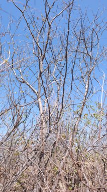 Barra, bahia, brezil- 1 Ekim 2023: Bahia 'daki Caatinga bölgesinden ağaç fırtınaları.