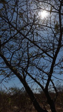 barra, bahia, brazil - october 1, 2023: tree galls from the Caatinga region in Bahia. clipart