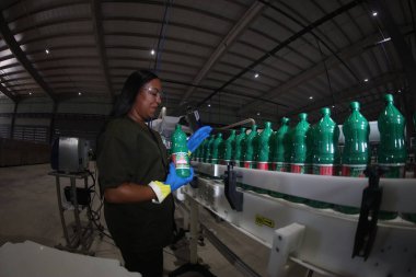 Mata de Sao Joao, Bahia, Brezilya - 15 Nisan 2025: Bahia 'daki bir fabrikada kimyasal üretim bandında çalışan kadın.