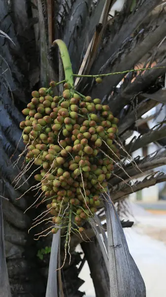 Salvador, Bahia, Brezilya - 11 Nisan 2025: Salvador şehrindeki bir licuri bitkisinin manzarası.