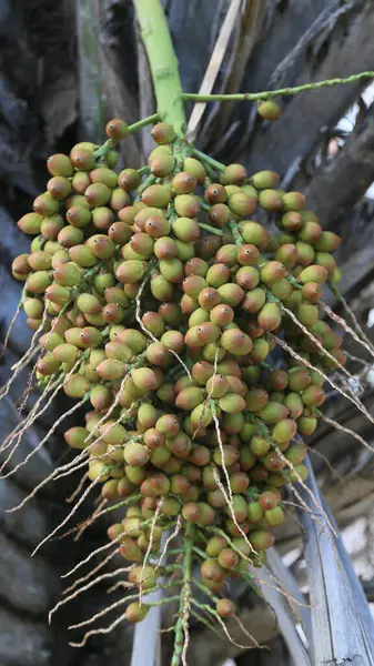 Salvador, Bahia, Brezilya - 11 Nisan 2025: Salvador şehrindeki bir licuri bitkisinin manzarası.