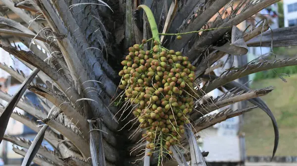 Salvador, Bahia, Brezilya - 11 Nisan 2025: Salvador şehrindeki bir licuri bitkisinin manzarası.