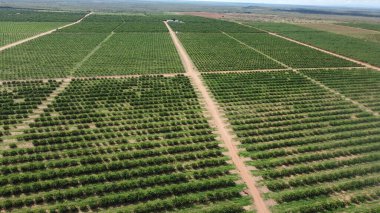 Iaberaba, Bahia, Brezilya - 3 Ağustos 2023: Itaberaba 'daki papaya çiftliği..