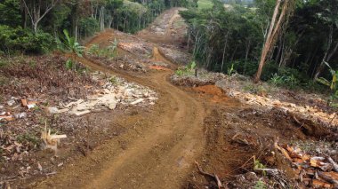 İlheus, Bahia, Brezilya - 25 Mayıs 2022: Bahia 'da bir yol inşa etmek için Atlantik Ormanı' ndaki yerli ağaçların kesilmesi