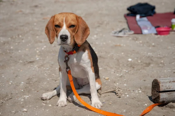 Tasmasındaki Köpeği Yaz Güneşli Kumsalda Kumlara Batıyor — Stok fotoğraf