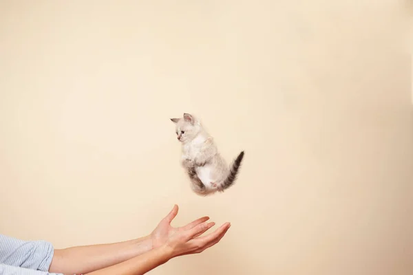 stock image Flying kitten from human hands on a clean background.