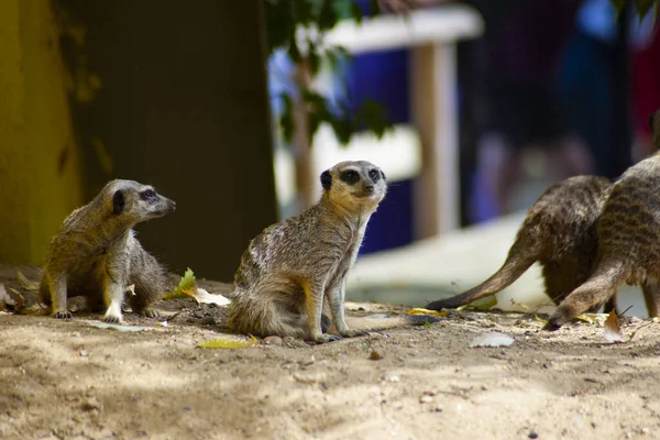 Οικογένεια Των Meerkats Στο Ζωολογικό Κήπο — Φωτογραφία Αρχείου
