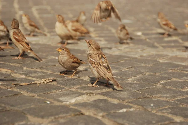 石畳の上にたくさんの雀 市内の野鳥への餌やり — ストック写真