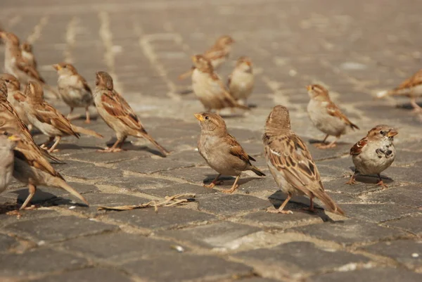 Kaldırım Taşında Bir Sürü Serçe Var Şehirde Sokak Kuşları Besleniyor — Stok fotoğraf