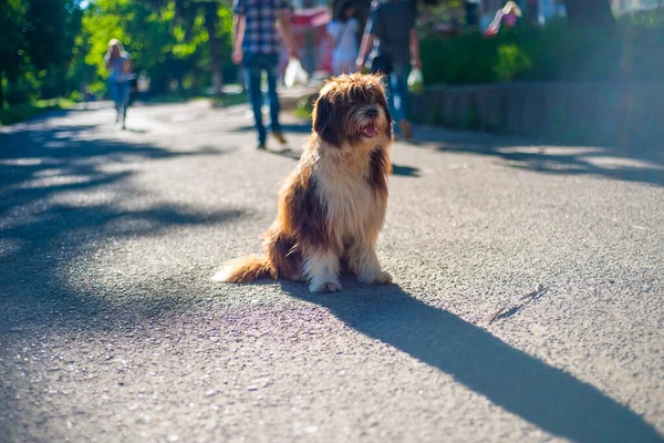 Бездомная Собака Сидит Лучах Солнца Городской Улице — стоковое фото