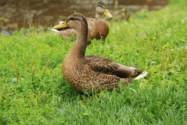 Vereinzelte Ente Auf Grünem Gras — Stockfoto