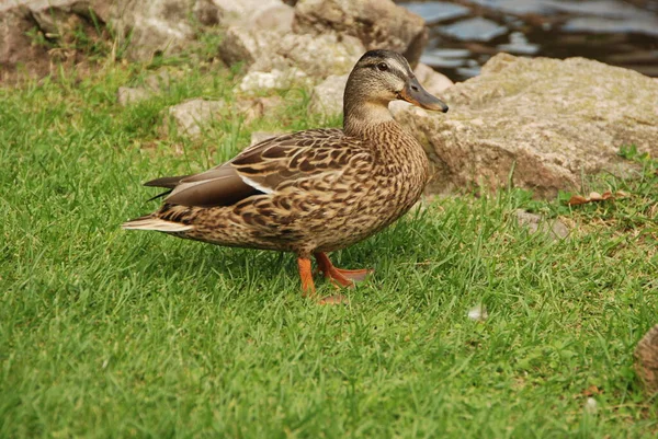Vereinzelte Ente Auf Grünem Gras Nahe Teich — Stockfoto
