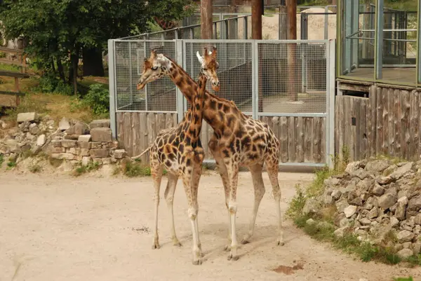 Zwei Giraffen Zoo — Stockfoto