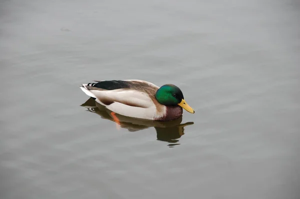 Pato Con Cabeza Verde Estanque — Foto de Stock