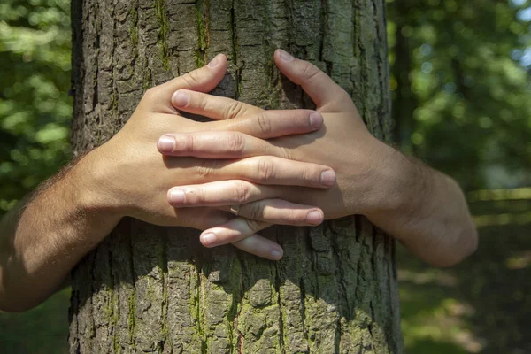 Male\'s hands are hugging on tree bark.