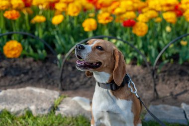 Bu güzel fotoğraf mutlu bir Beagle köpeğinin neşeli bir ifadeyle yukarı bakıp ağzını açıp dilini dışarı çıkarmasını gösteriyor. Köpek tasmalı ve dışarıda bir bahçede ya da parkta gibi görünüyor. Bulanık arka planda canlı turuncu ve sarı lale var.