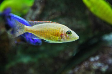 Albus Lethrinops, akvaryumdaki güzel balıklar.
