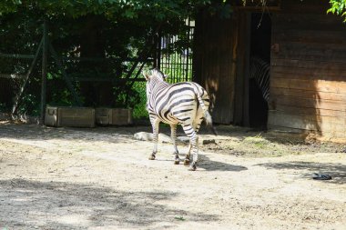 Zebra hayvanat bahçesinin duvarında.