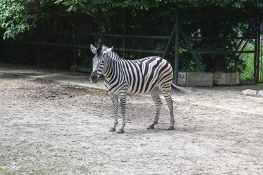 Zebra hayvanat bahçesinin duvarında.