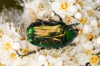 Cetonia aurata, yeşil ve altın renkli böcekler.