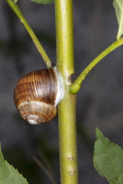 Burgundy salyangozu dala tırmanıyor.