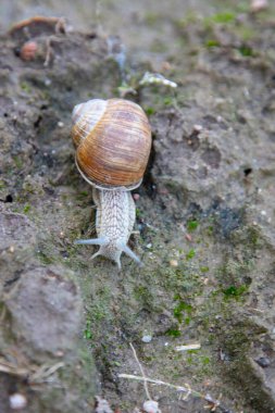 Salyangoz yerde yürüyor, antenin yakınına.