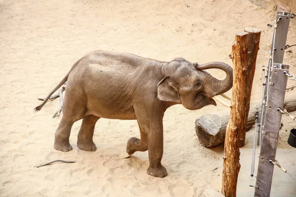 동물원의 방사장에 코끼리가 다닌다 — 스톡 사진