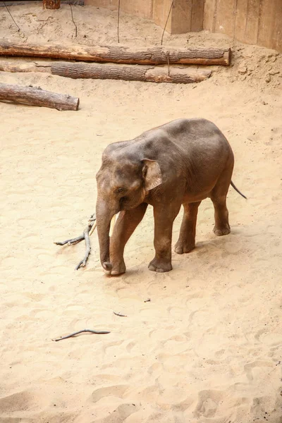 Slon Ohradě Zoo Procházky Písku — Stock fotografie