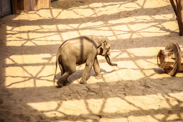 Слон Загоне Зоопарка Ходит Песку — стоковое фото