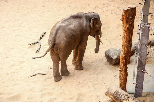 Слон Загоне Зоопарка Ходит Песку — стоковое фото