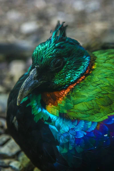 Гималайский Монал Lophophorus Impejanus Портрет Красивой Красочной Птицы — стоковое фото