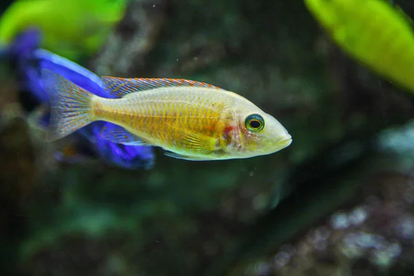 Albus Lethrinops Mooie Vissen Het Aquarium — Stockfoto