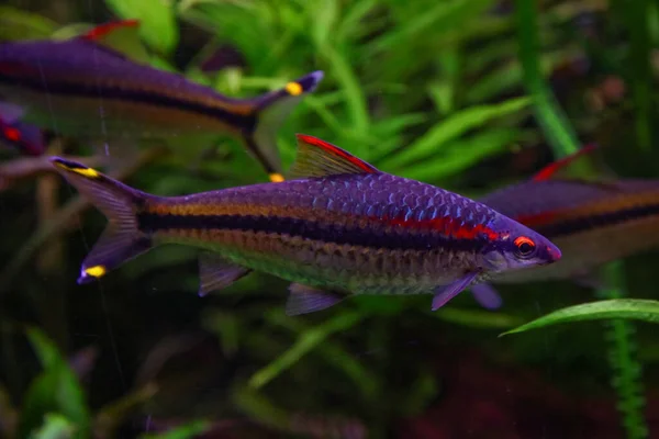 Denison Barb Vissen Zwemmen Het Aquarium — Stockfoto