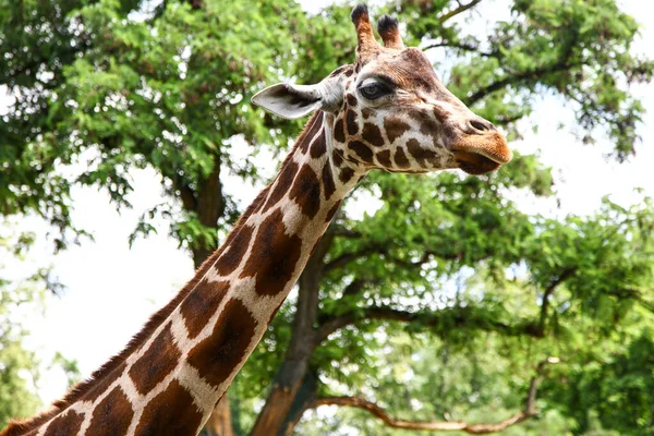 Портрет Жирафа Красива Висока Тварина — стокове фото