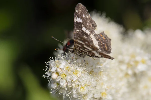 stock image Limenitis populi, Poplar admiral is a large day butterfly, close up