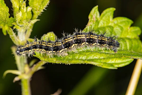 Stock image black and yellow caterpillar sits on a green leaf