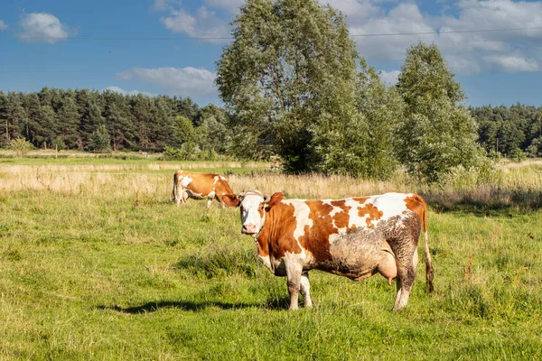 Deux Belles Vaches Paissent Dans Prairie — Photo