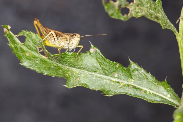 Chrysochraon Dispar Een Gewone Orthoptera Insect Uit Familie Sprinkhanen Locust — Stockfoto