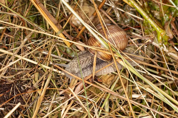 Burgundy Snail Hides Grass — Stock Photo, Image