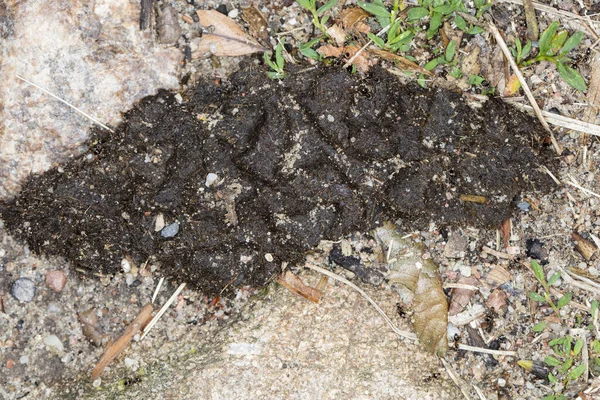 Horse Shit Natural Fertilizer — Zdjęcie stockowe