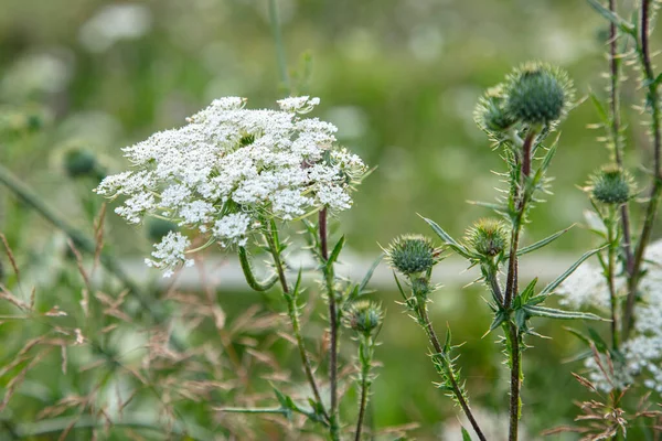 Flores Blancas Sobre Fondo Verde Natural — Foto de Stock