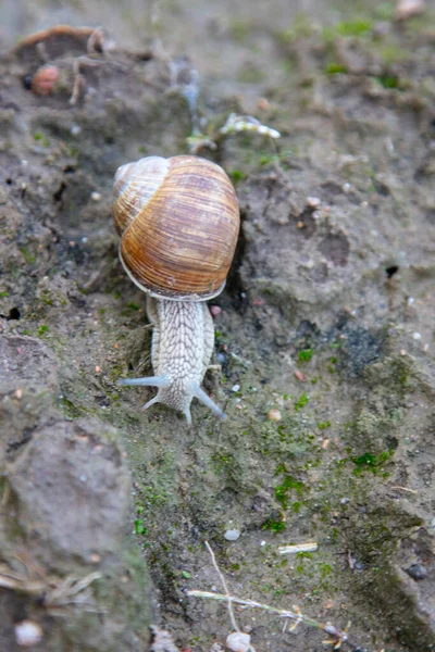 Snail Walks Ground Close Antennae — Stock Photo, Image