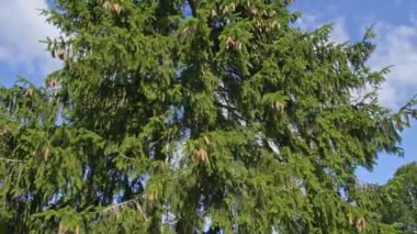  coniferous tree with a large number of cones on its branches, sways in the wind, camera movement