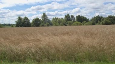 rye is blowing in a strong wind, camera movement along the field