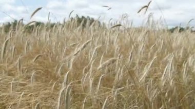 Rye stalks fly in the wind during the day, close-up on the ears