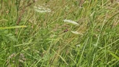 Trichodes apiarius sits on the grass during strong gusts of wind